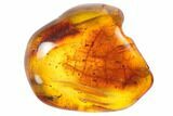 Small Fossil Pseudoscorpion (Arachnid) Preserved In Baltic Amber #128334-1